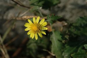 裘江黃耆 裘江黃耆