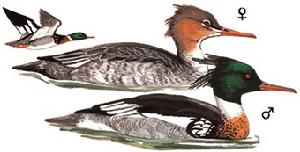 （圖）紅胸秋沙鴨