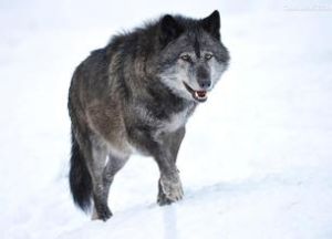 東加拿大狼 東加拿大狼