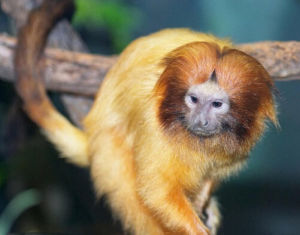 紅耳長尾猴 紅耳長尾猴