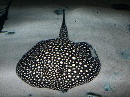 黑白滿天星 黑白滿天星