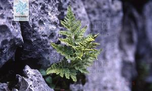 雲南陰地蕨 雲南陰地蕨