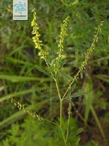 印度草木犀 印度草木犀