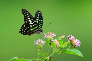 綠斑鳳蝶 綠斑鳳蝶