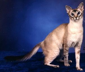 爪哇貓 Javanese