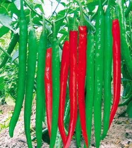 新豫藝鮮辣王 新豫藝鮮辣王