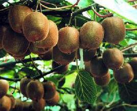 米良1號 米良1號