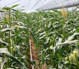 東三一五 東三一五