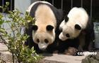 福州大熊貓研究中心 福州大熊貓研究中心