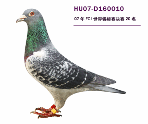 比利時信鴿 比利時信鴿