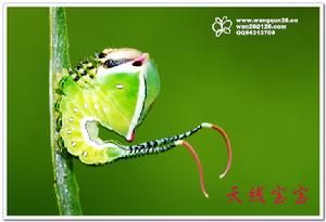 楊二尾舟蛾 楊二尾舟蛾