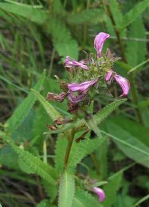 費氏馬先蒿 費氏馬先蒿