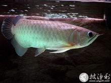 青龍魚