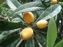 寶珠（紅毛丫頭）