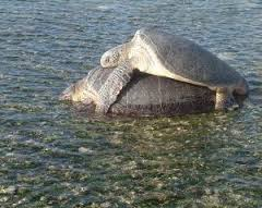 太平島上的動物