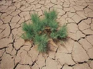 （圖）避旱植物