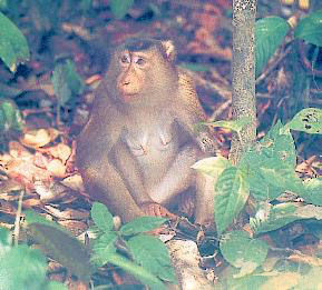 南方豚尾獼猴