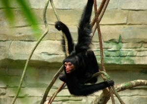 紅臉蜘蛛猴 Ateles paniscus