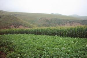 四合營林場 四合營林場