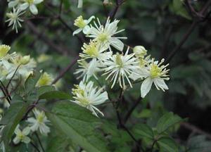 雲貴鐵線蓮 雲貴鐵線蓮