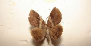 單閃夜蛾 單閃夜蛾