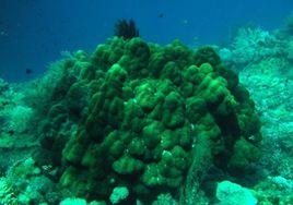 鐘形濱珊瑚 鐘形濱珊瑚