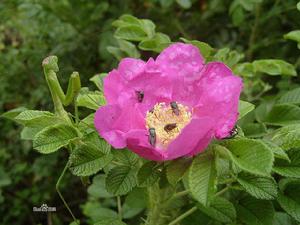 植物學的玫瑰 Rosa rugosa