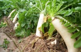 桂茹菜3號 桂茹菜3號