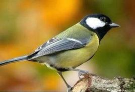 白臉山雀 白臉山雀