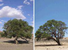 梭梭樹和肉蓯蓉