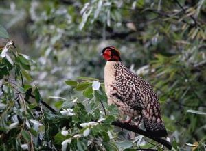 栗胸山鷓鴣 栗胸山鷓鴣