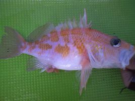 黃吻棘花鮨 黃吻棘花鮨