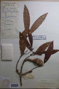 肉柄瓊楠 肉柄瓊楠