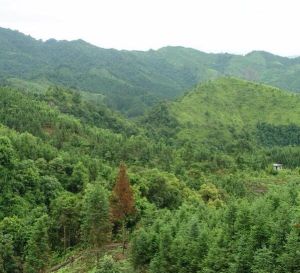 九萬山自然保護區