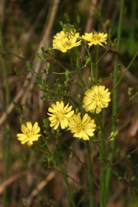 窄葉小苦蕒 窄葉小苦蕒