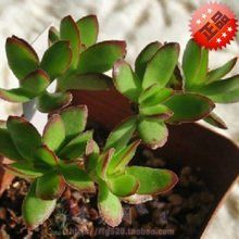 天狗之舞 天狗之舞