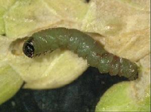 冬青衛矛巢蛾幼蟲圖