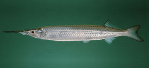 少耙下鱵 少耙下鱵