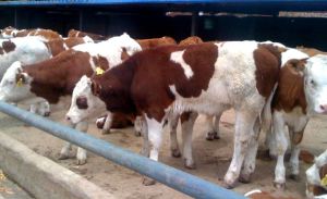 Simmental cattle Simmental cattle