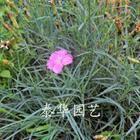 針葉石竹 針葉石竹