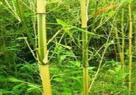 黃金間碧玉 黃金間碧玉