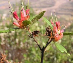 少毛爆杖花 少毛爆杖花
