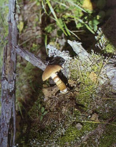 細鱗絲膜菌 細鱗絲膜菌