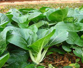 黑葉白菜 黑葉白菜