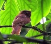 黑頂蛙口夜鷹 黑頂蛙口夜鷹