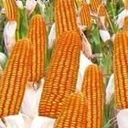 洛玉6號 洛玉6號