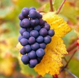 葡萄秋黑寶 葡萄秋黑寶