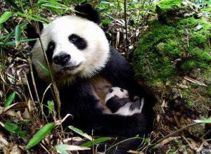 佛坪大熊貓自然保護區