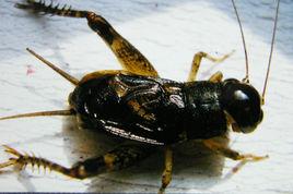 寧陽斗蟋 寧陽斗蟋