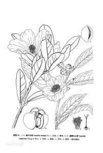 假大頭茶 假大頭茶